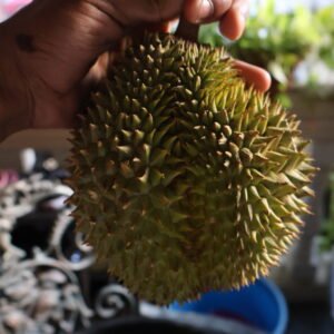 Durian Bukit